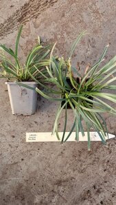 Liriope muscari 'Big Blue' geen maat specificatie 0,55L/P9cm - afbeelding 8