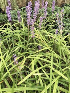 Liriope muscari 'Big Blue' geen maat specificatie 0,55L/P9cm