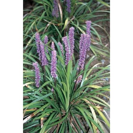 Liriope muscari 'Big Blue' geen maat specificatie 0,55L/P9cm - afbeelding 5