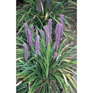 Liriope muscari 'Big Blue' geen maat specificatie 0,55L/P9cm - afbeelding 5