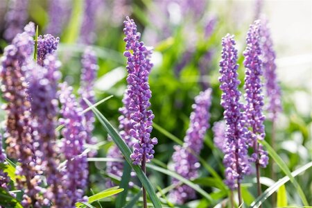 Liriope muscari 'Big Blue' geen maat specificatie 0,55L/P9cm - afbeelding 13