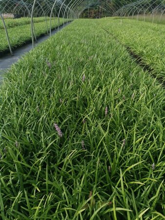 Liriope muscari 'Big Blue' geen maat specificatie 0,55L/P9cm - afbeelding 3