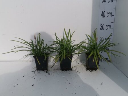 Liriope muscari 'Big Blue' geen maat specificatie 0,55L/P9cm - afbeelding 2