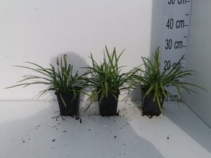 Liriope muscari 'Big Blue' geen maat specificatie 0,55L/P9cm - afbeelding 2