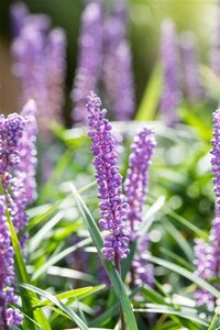 Liriope muscari 'Big Blue' geen maat specificatie 0,55L/P9cm - afbeelding 12