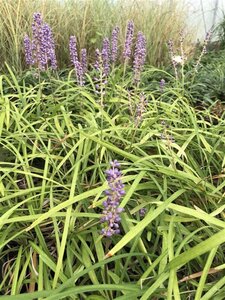 Liriope muscari 'Big Blue' geen maat specificatie 0,55L/P9cm - afbeelding 11