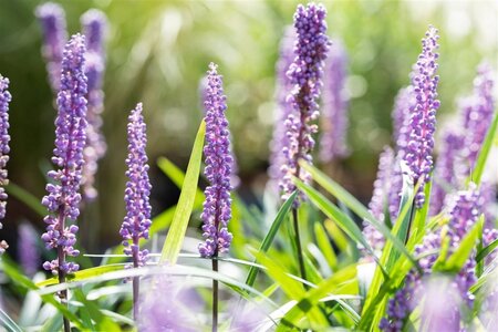 Liriope muscari 'Big Blue' geen maat specificatie 0,55L/P9cm - afbeelding 10