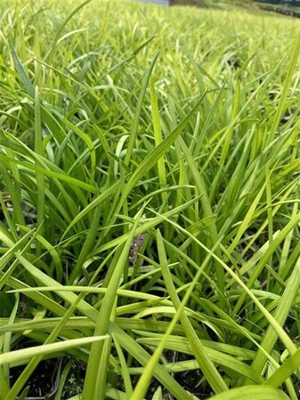 Liriope muscari 'Big Blue' geen maat specificatie 0,55L/P9cm - afbeelding 7
