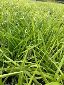 Liriope muscari 'Big Blue' geen maat specificatie 0,55L/P9cm - afbeelding 7