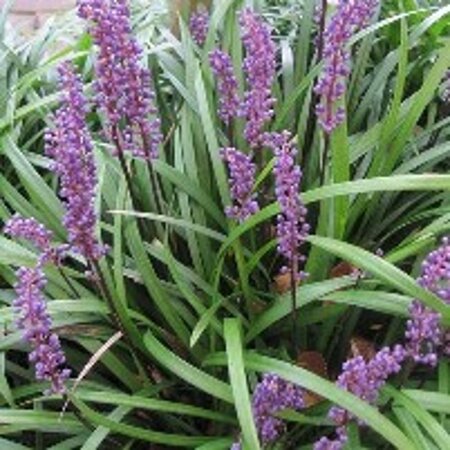 Liriope muscari 'Big Blue' geen maat specificatie 0,55L/P9cm - afbeelding 4