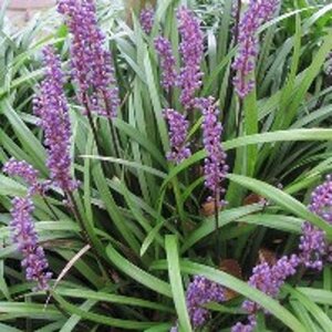 Liriope muscari 'Big Blue' geen maat specificatie 0,55L/P9cm - afbeelding 4