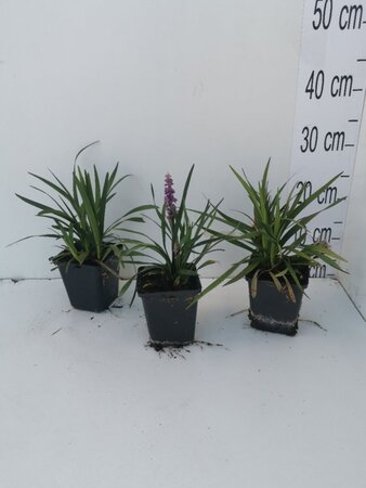 Liriope muscari 'Ingwersen' geen maat specificatie 0,55L/P9cm - afbeelding 8