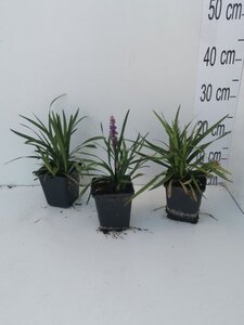 Liriope muscari 'Ingwersen' geen maat specificatie 0,55L/P9cm - afbeelding 8