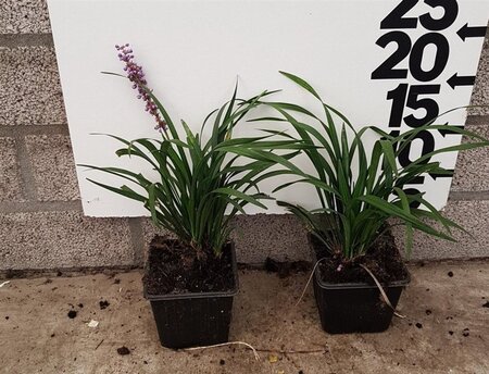 Liriope muscari 'Ingwersen' geen maat specificatie 0,55L/P9cm - afbeelding 3