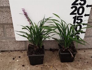 Liriope muscari 'Ingwersen' geen maat specificatie 0,55L/P9cm