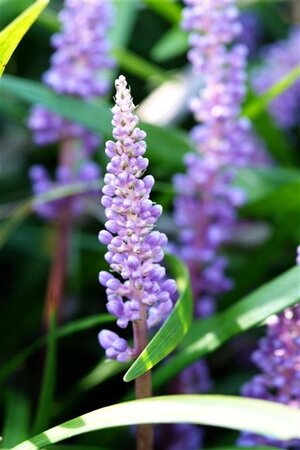 Liriope muscari 'Ingwersen' geen maat specificatie 0,55L/P9cm - afbeelding 2