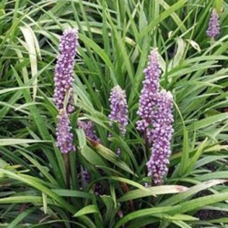 Liriope muscari 'Lilac Wonder' geen maat specificatie 0,55L/P9cm