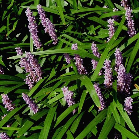 Liriope muscari 'Majestic' geen maat specificatie 0,55L/P9cm - afbeelding 1
