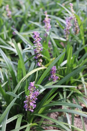 Liriope muscari 'Majestic' geen maat specificatie 0,55L/P9cm - afbeelding 1