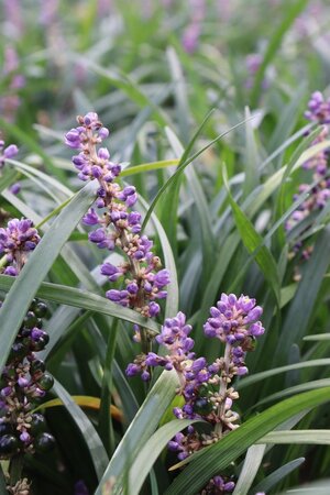 Liriope muscari 'Majestic' geen maat specificatie 0,55L/P9cm - afbeelding 2