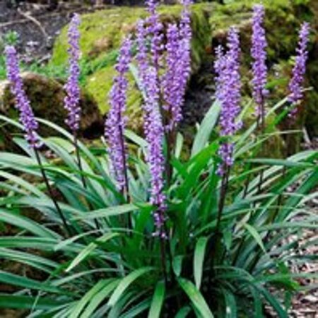 Liriope muscari 'Majestic' geen maat specificatie 0,55L/P9cm - afbeelding 2