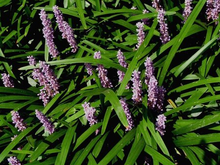Liriope muscari 'Majestic' geen maat specificatie 0,55L/P9cm - afbeelding 3