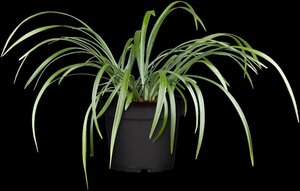 Liriope muscari 'Moneymaker' geen maat specificatie 0,55L/P9cm
