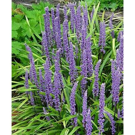 Liriope muscari 'Moneymaker' geen maat specificatie 0,55L/P9cm - afbeelding 6