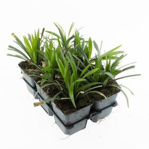 Liriope muscari 'Moneymaker' geen maat specificatie 0,55L/P9cm - afbeelding 7