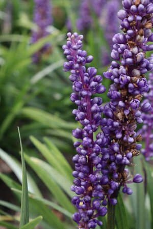 Liriope muscari 'Moneymaker' geen maat specificatie 0,55L/P9cm - afbeelding 2