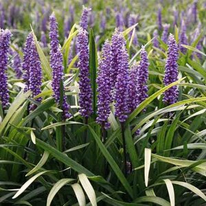 Liriope muscari 'Moneymaker' geen maat specificatie 0,55L/P9cm - afbeelding 5