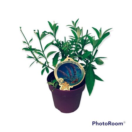 Liriope muscari 'Moneymaker' geen maat specificatie 0,55L/P9cm - afbeelding 9