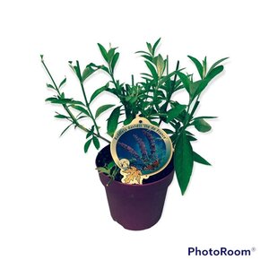 Liriope muscari 'Moneymaker' geen maat specificatie 0,55L/P9cm - afbeelding 9