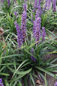 Liriope muscari 'Moneymaker' geen maat specificatie 0,55L/P9cm - afbeelding 10