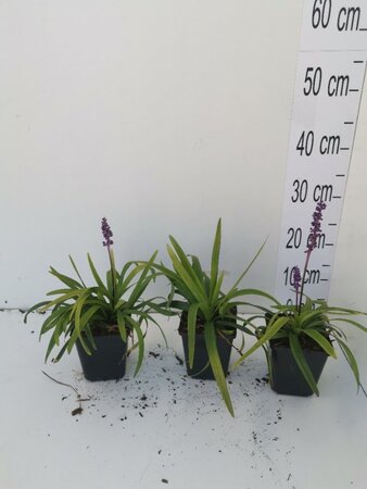 Liriope muscari 'Moneymaker' geen maat specificatie 0,55L/P9cm - afbeelding 12