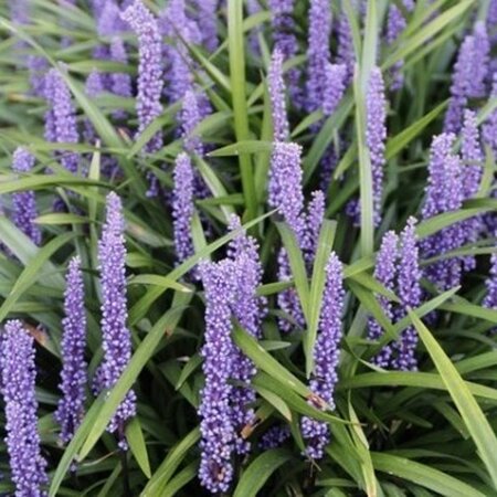 Liriope muscari 'Moneymaker' geen maat specificatie 0,55L/P9cm - afbeelding 4