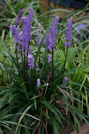 Liriope muscari 'Moneymaker' geen maat specificatie 0,55L/P9cm - afbeelding 3