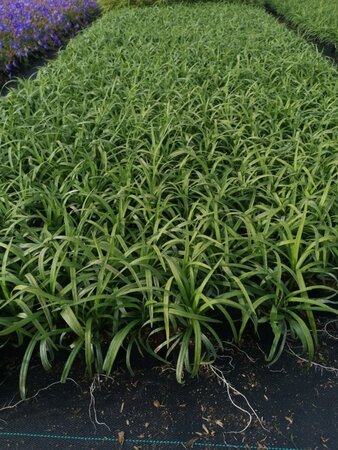 Liriope muscari 'Monroe White' geen maat specificatie 0,55L/P9cm - afbeelding 3