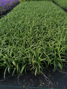 Liriope muscari 'Monroe White' geen maat specificatie 0,55L/P9cm