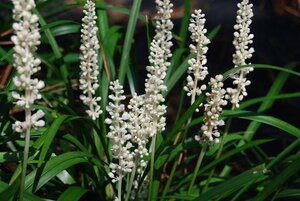 Liriope muscari 'Monroe White' geen maat specificatie 0,55L/P9cm