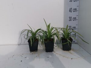 Liriope muscari 'Monroe White' geen maat specificatie 0,55L/P9cm - afbeelding 4