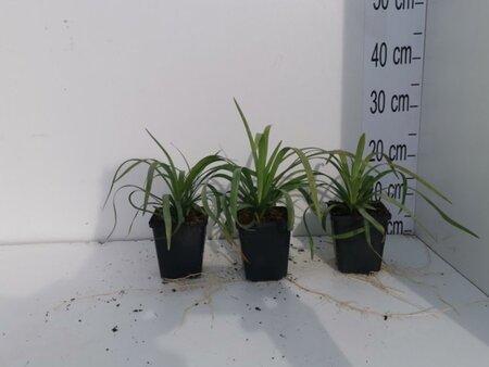 Liriope muscari 'Monroe White' geen maat specificatie 0,55L/P9cm - image 3