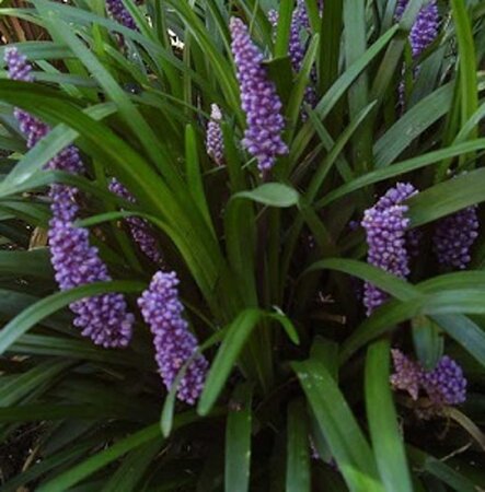 Liriope muscari 'Royal Purple' geen maat specificatie 0,55L/P9cm - afbeelding 4