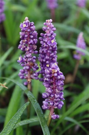 Liriope muscari 'Royal Purple' geen maat specificatie 0,55L/P9cm - afbeelding 1