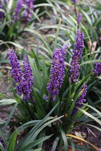 Liriope muscari 'Royal Purple' geen maat specificatie 0,55L/P9cm - afbeelding 3