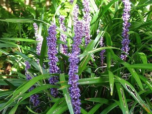 Liriope muscari geen maat specificatie 0,55L/P9cm