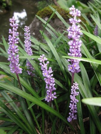 Liriope muscari geen maat specificatie 0,55L/P9cm - afbeelding 2