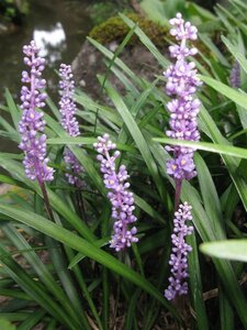 Liriope muscari geen maat specificatie 0,55L/P9cm - afbeelding 2