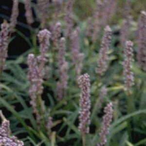Liriope muscari geen maat specificatie 0,55L/P9cm - afbeelding 3