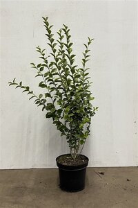 Ligustrum oval. 'Aureum' 60-80 cm cont. 7,5L